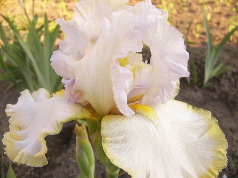 Iris Zlatowlaska-o mare dezamagire- - ANUL 2017 V