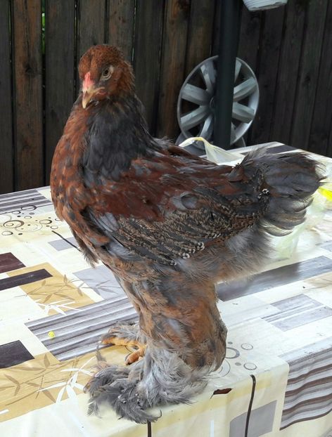  - a__Pui si tineret brahma 2017