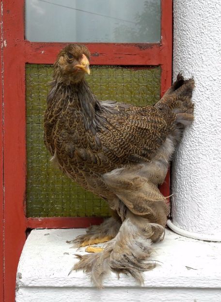  - a__Pui si tineret brahma 2017