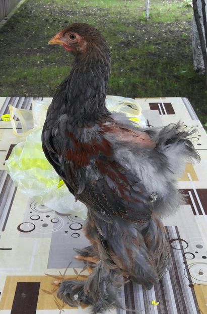  - a__Pui si tineret brahma 2017