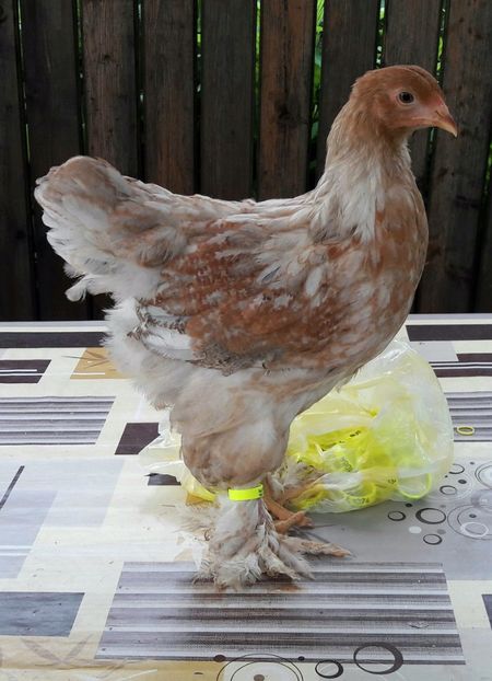  - a__Pui si tineret brahma 2017