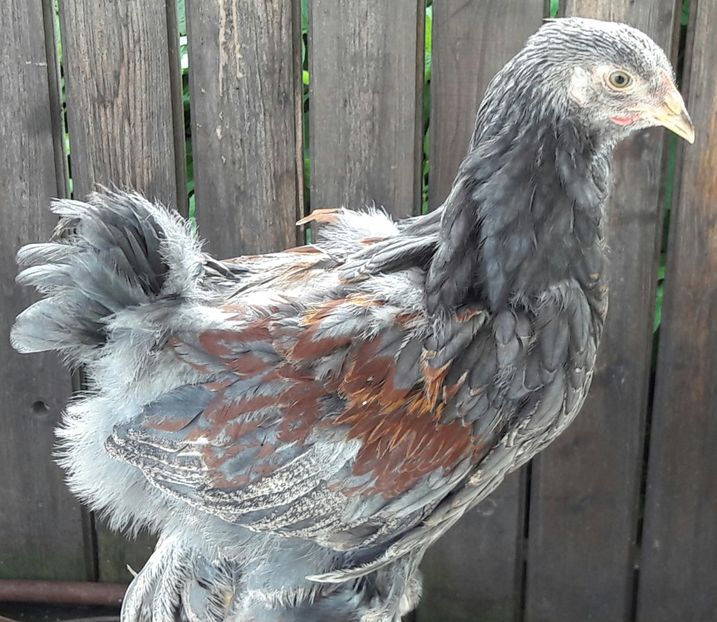  - a__Pui si tineret brahma 2017