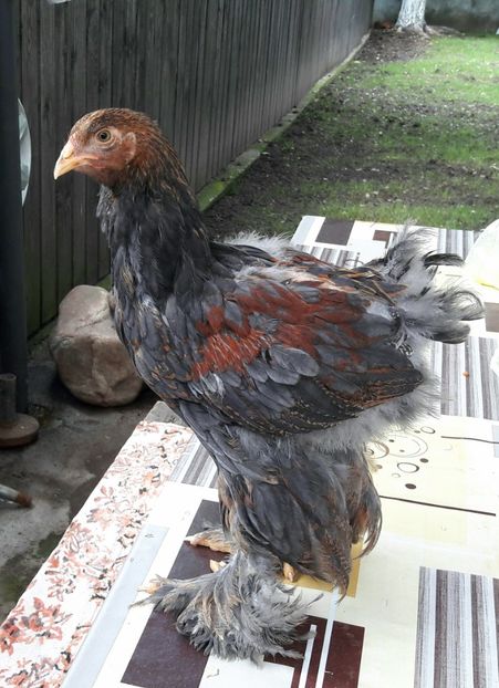  - a__Pui si tineret brahma 2017