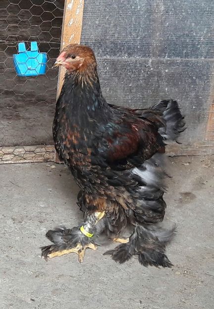  - a__Pui si tineret brahma 2017