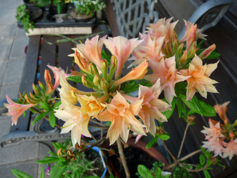  - Azalee si Rhododendroni