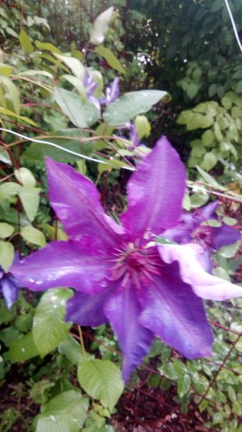  - Grădiniță de flori2017