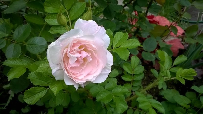  - Rosa rugosa Ritausma