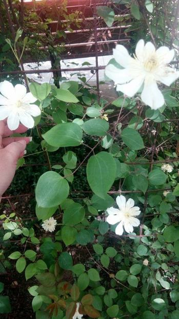  - Grădiniță de flori2017