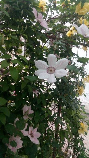  - Grădiniță de flori2017