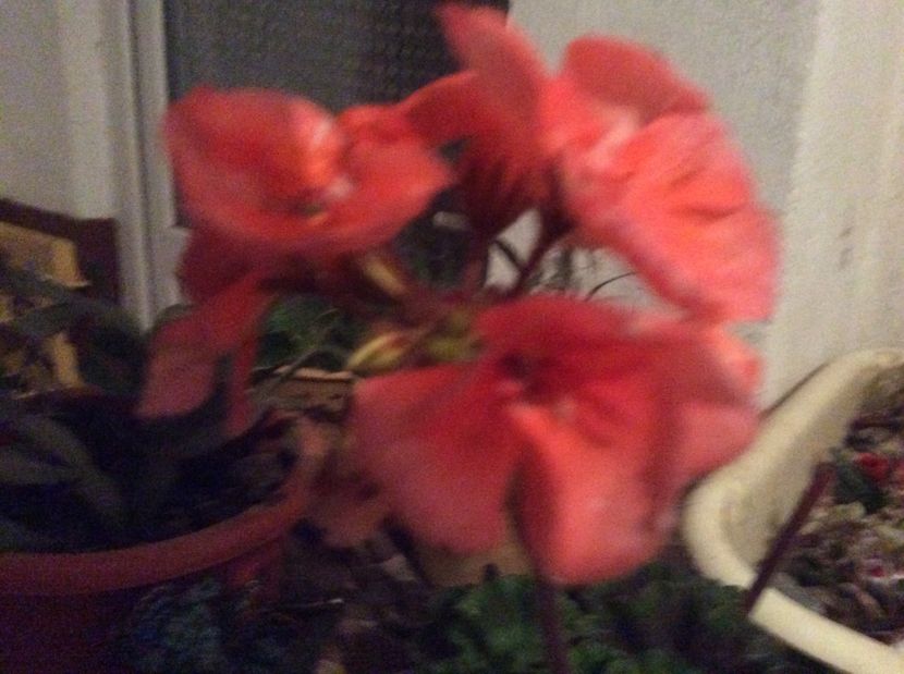  - Muscate 2017 drepte