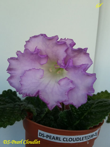 DS-Pearl Cloudlet(16-05-2017) - Streptocarpusi 2017