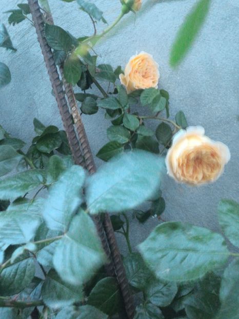 P_20170516_203315_1_HDR_p - 2017 Trandafiri