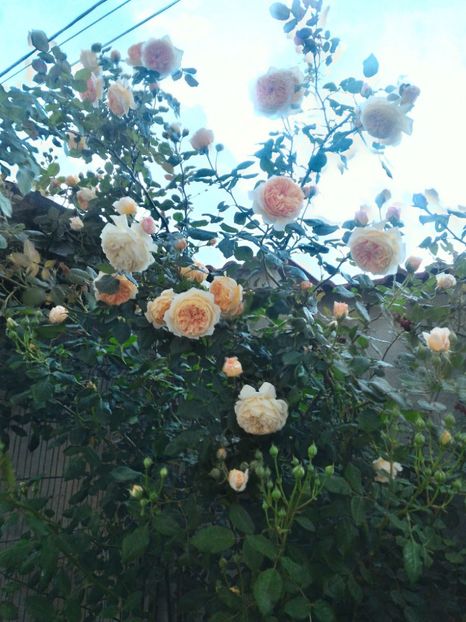 P_20170516_203253_1_HDR_p - 2017 Trandafiri