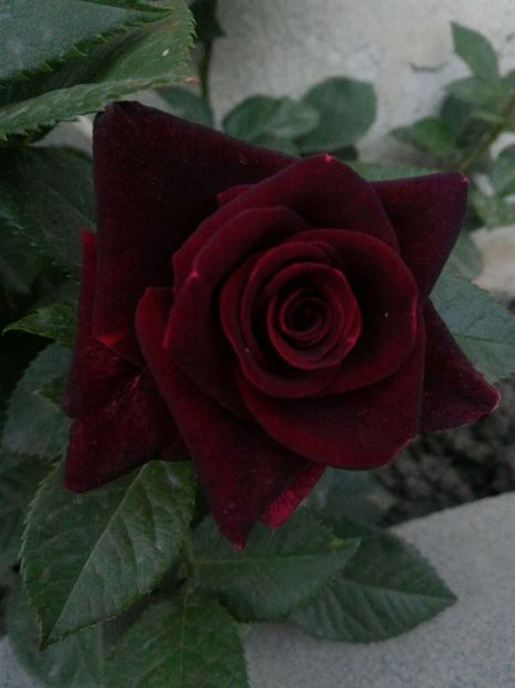 P_20170516_203120_1_p - 2017 Trandafiri