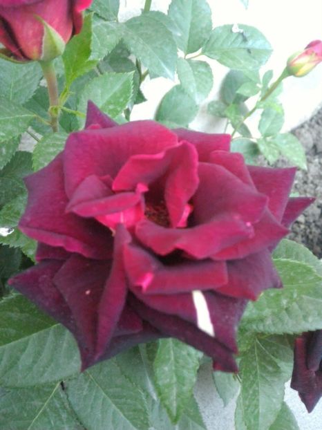 P_20170516_203035_1_p - 2017 Trandafiri