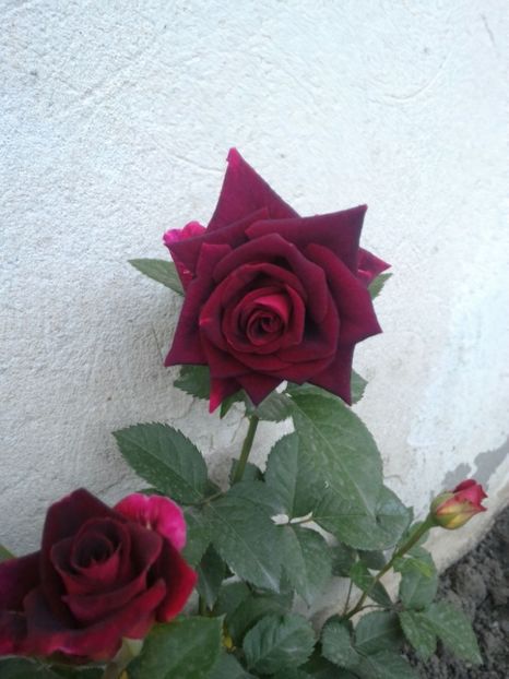 P_20170516_203031_1_p - 2017 Trandafiri