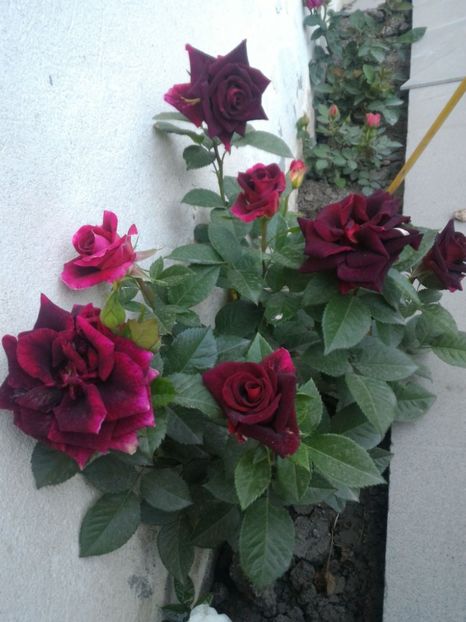 P_20170516_203025_p - 2017 Trandafiri