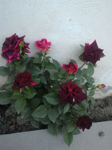 P_20170516_203017_p - 2017 Trandafiri