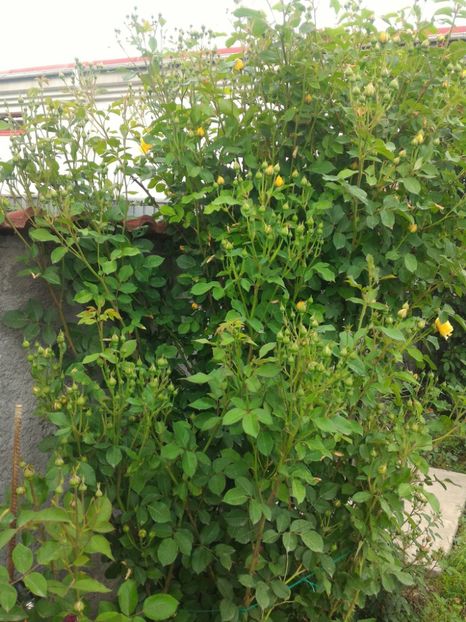 P_20170516_191419_p - 2017 Trandafiri