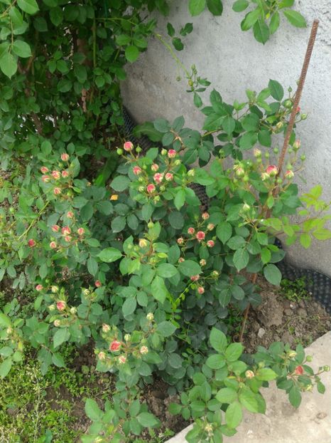 P_20170516_191404_p - 2017 Trandafiri