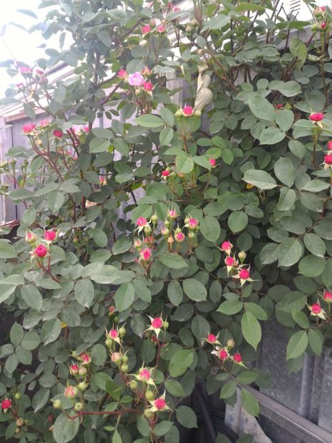 P_20170516_191319_p - 2017 Trandafiri