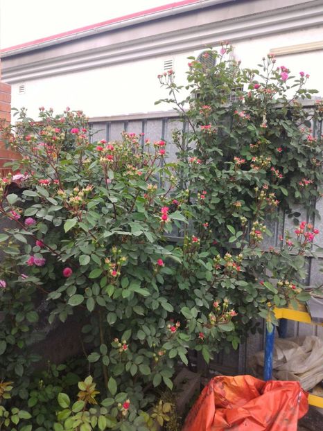 P_20170516_191306_p - 2017 Trandafiri