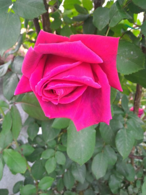 P_20170516_191241_p - 2017 Trandafiri