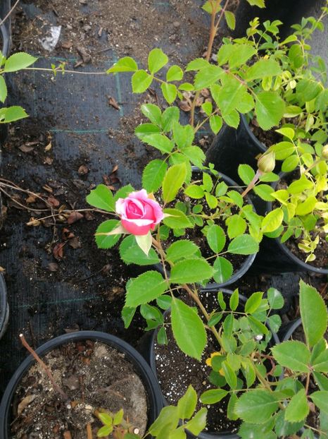 P_20170516_191145_1_p - 2017 Trandafiri