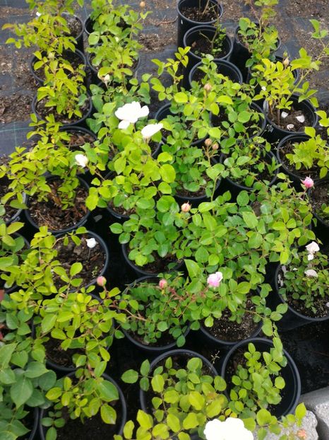 P_20170516_191139_1_p - 2017 Trandafiri