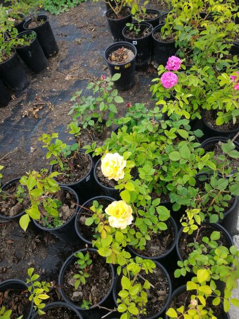 P_20170516_191108_1_p - 2017 Trandafiri