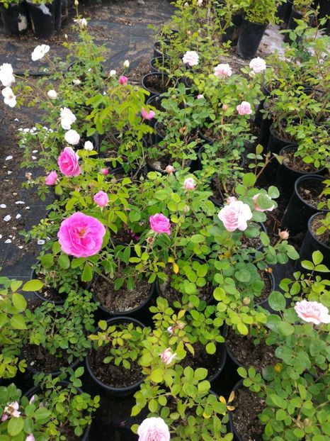 P_20170516_191100_p - 2017 Trandafiri