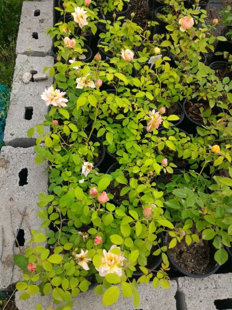 P_20170516_191052_1_p - 2017 Trandafiri