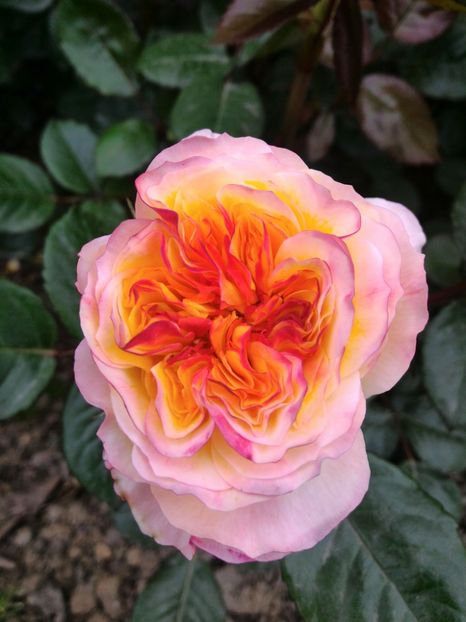 P_20170516_191027_1_p - 2017 Trandafiri