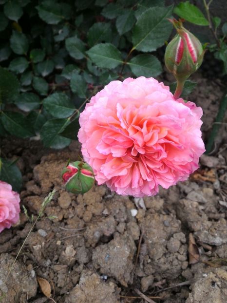 P_20170516_191020_1_p - 2017 Trandafiri