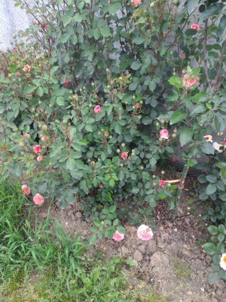 P_20170516_191015_1_p - 2017 Trandafiri