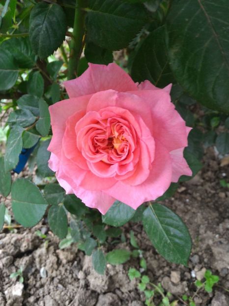 P_20170516_191004_1_p - 2017 Trandafiri