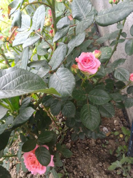 P_20170516_190958_1_p - 2017 Trandafiri