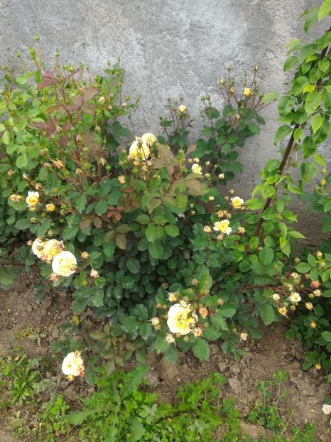 P_20170516_190852_1_p - 2017 Trandafiri