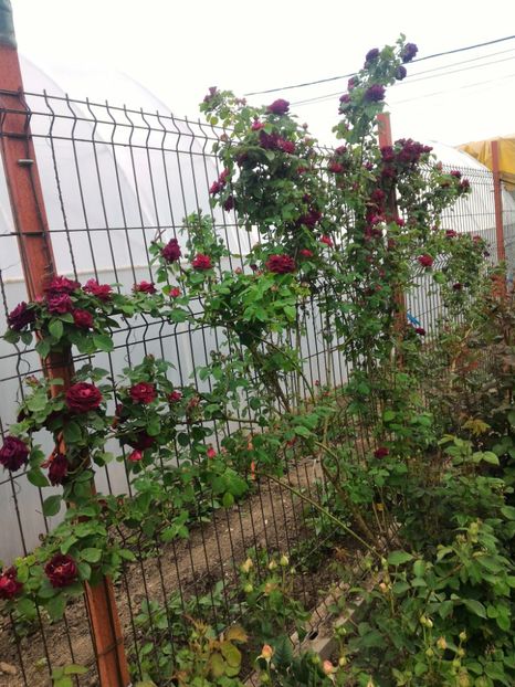 P_20170516_190840_1_p - 2017 Trandafiri