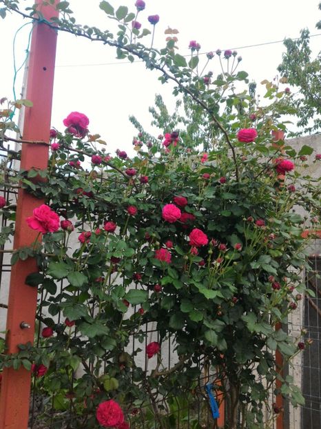 P_20170516_185134_1_p - 2017 Trandafiri