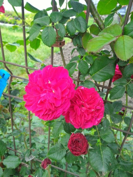 P_20170516_185123_p - 2017 Trandafiri