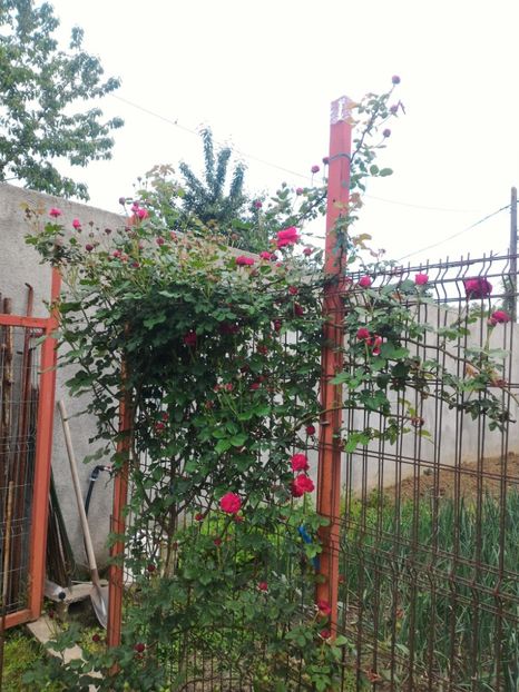 P_20170516_185044_1_p - 2017 Trandafiri