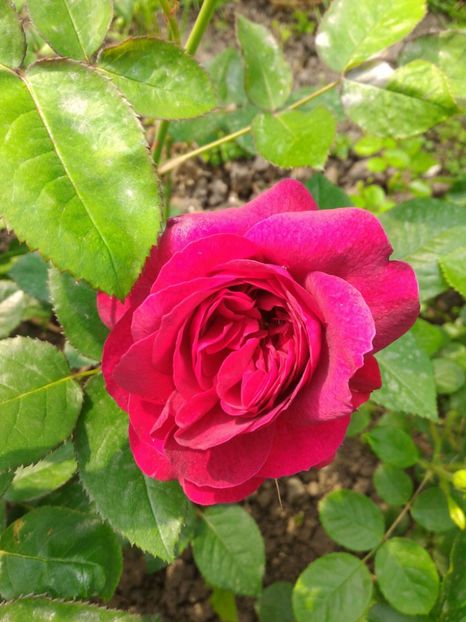 P_20170516_175146_1_p - 2017 Trandafiri