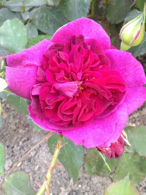 P_20170516_175113_1_p - 2017 Trandafiri