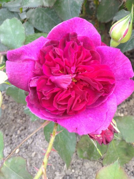 P_20170516_175110_1_p - 2017 Trandafiri