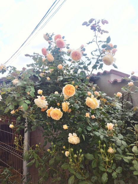 P_20170516_133839_1_HDR_p - 2017 Trandafiri