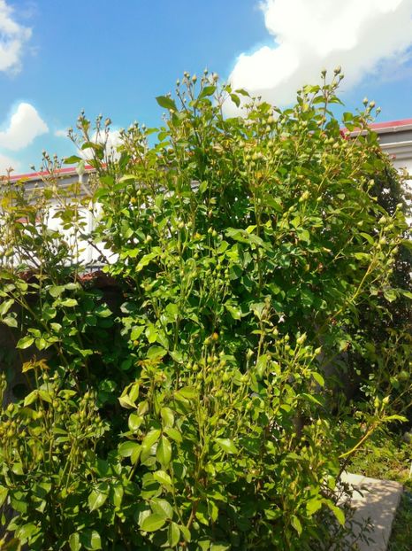 P_20170515_154022_HDR_p - 2017 Trandafiri