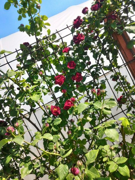 P_20170515_153919_HDR_p - 2017 Trandafiri