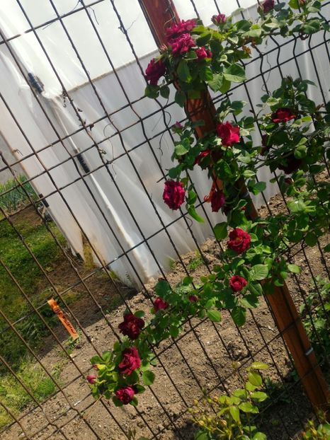 P_20170515_153908_1_HDR_p - 2017 Trandafiri