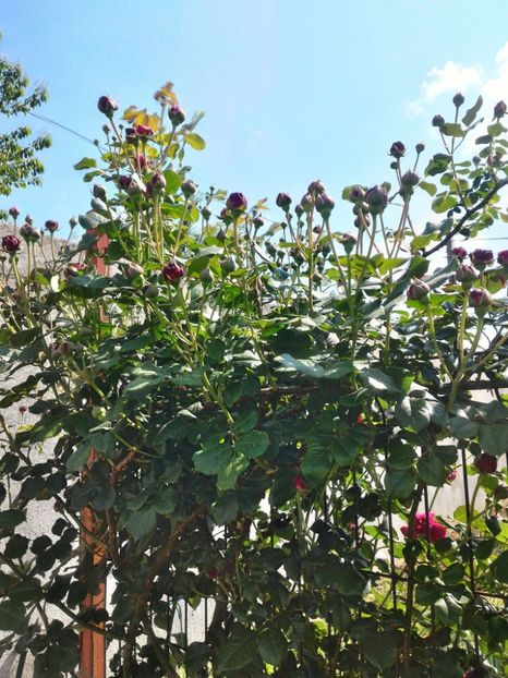 P_20170515_153743_1_HDR_p - 2017 Trandafiri